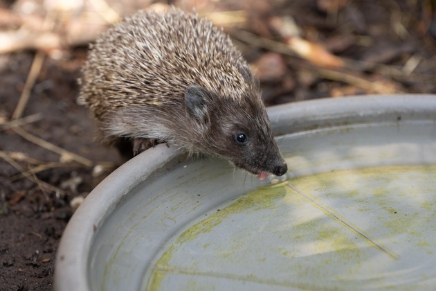 Trockenheit und Hitze machen vielen Tieren zu schaffen