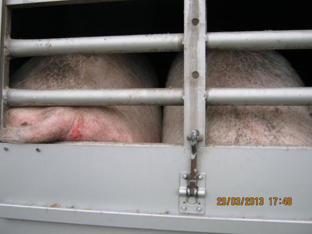 POL-WL: Schweinetransport durch Autobahnpolizei Winsen gestoppt