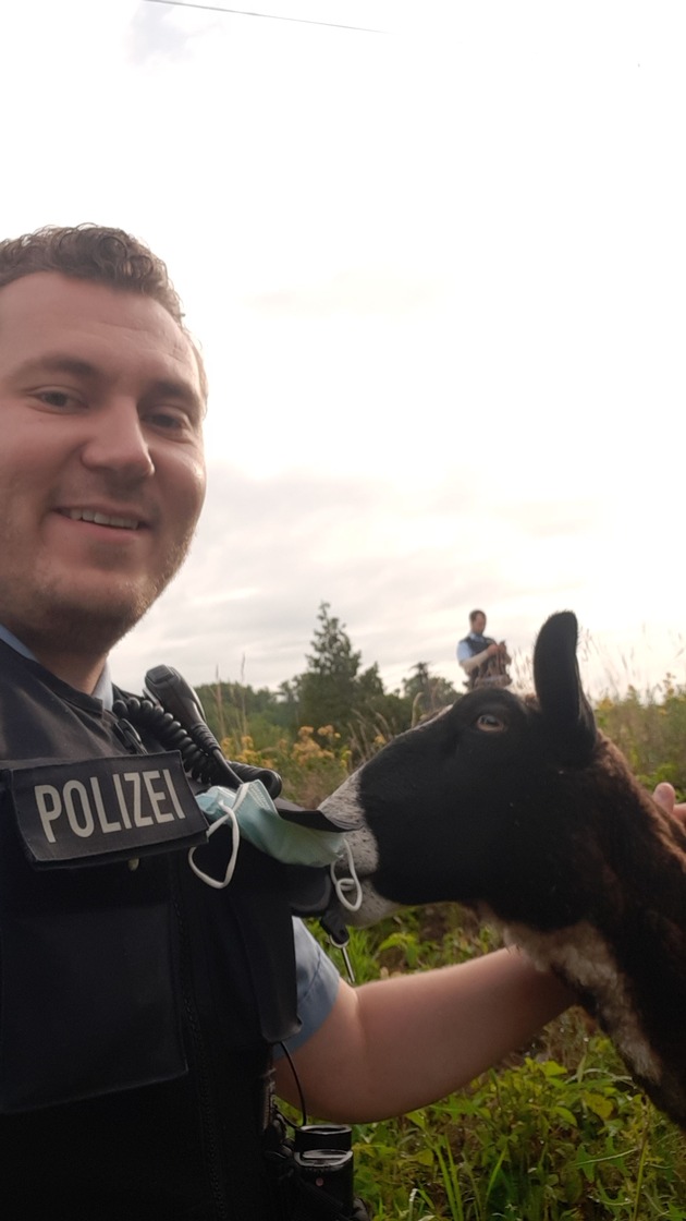 BPOL-HB: Schafe von Bahnstrecke gerettet: Schäfer gesucht