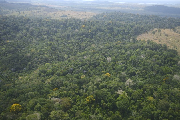 Dominoeffekt in Amazonasregion: Anpassungsfähigkeit durch globale Erwärmung und Abholzung gefährdet