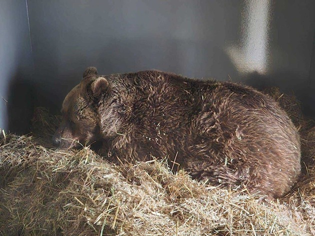 Felix l’ours de Slovénie est arrivé à la FORÊT DES OURS d’Arbesbach