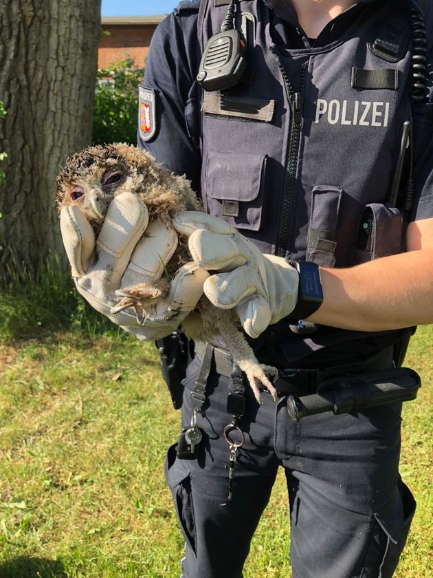 POL-FL: Tierischer Einsatz - Polizisten retten jungen Waldkauz vor Krähenattacke