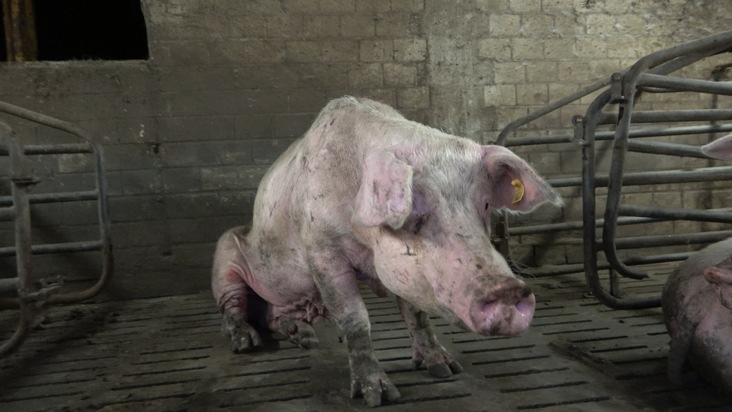 ANINOVA: Verwahrlosung, massive Verletzungen und tote Tiere: ANINOVA deckt katastrophale Zustände in Schweinezucht im Märkischen Kreis auf