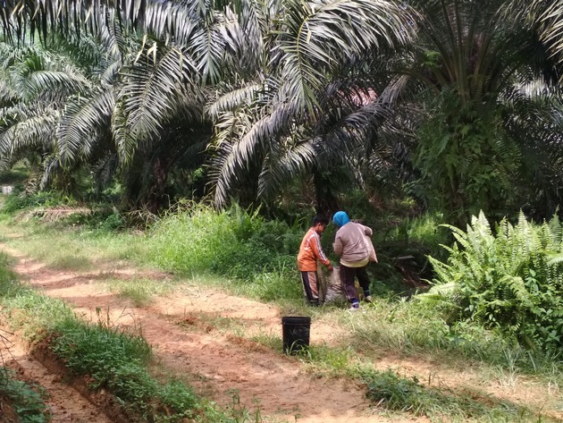Nestlé importe de l&#039;huile de palme produite par du travail forcé et du travail des enfants