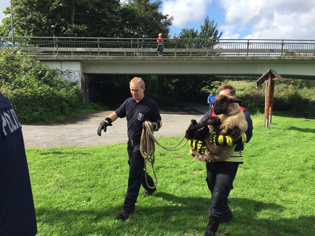 FW Menden: Hilfloses Schaf in der Ruhr