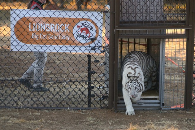 VIER PFOTEN rettet zwei slowakische Tigerjunge