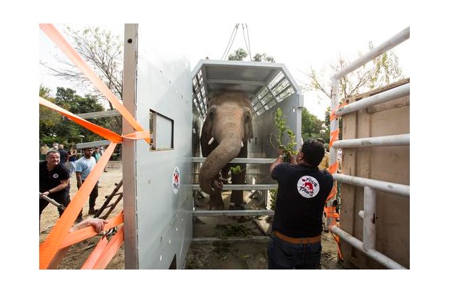 Vom einsamsten zum glücklichsten Elefanten: Kaavan hebt ab in Richtung Kambodscha