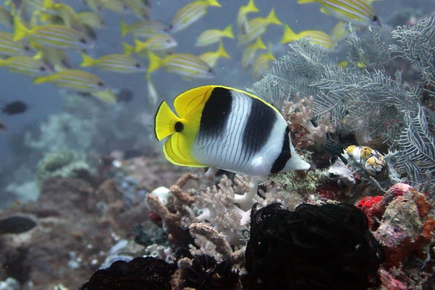Die Schönheit von Fischgemeinschaften in Riffen der Welt schützen