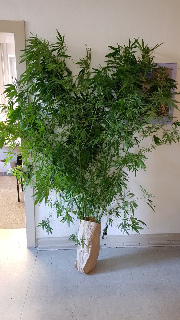 POL-RE: Bottrop: Plantage zum Anbau von Cannabis entdeckt (Korrektur Wochentag)