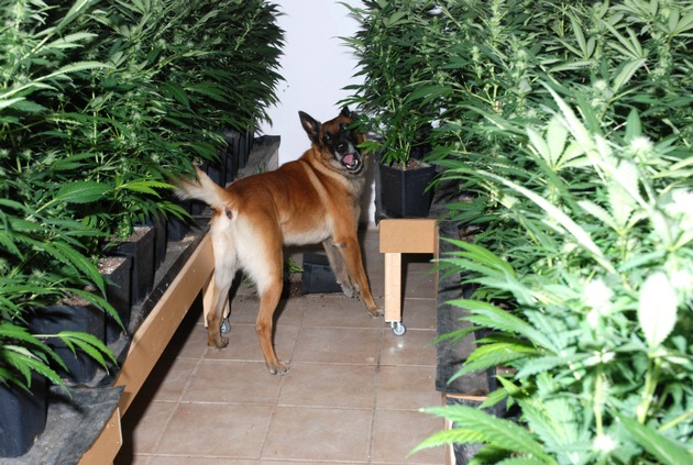 POL-WL: Polizei hebt Marihuana-Plantage aus Professionelle Kelleranlage in Appel-Eversen