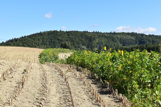 Biodiversität braucht Politikwechsel: 25 Organisationen fordern faire Rahmenbedingungen für Landwirtschaft und Natur