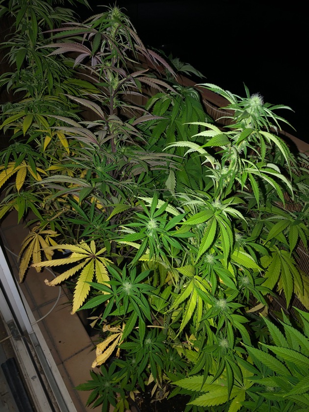 POL-PDPS: Fund von 11 Cannabispflanzen