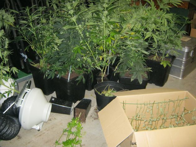POL-STH: Marihuanan-Plantage ausgehoben