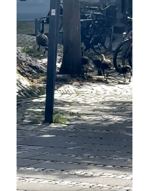 POL-KI: 260624.1 Kiel: Sieben G&auml;nse und ein gestiefelter Kater