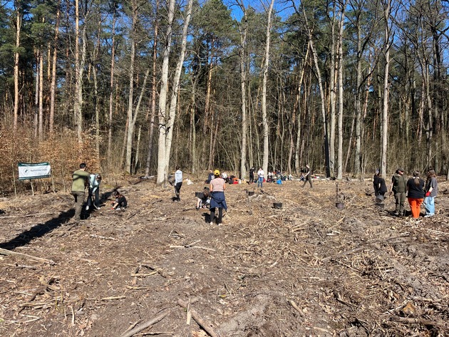 renature mit lavera: Erstes Aufforstungsprojekt in Polen - 1.050 neue Bäume für die Zukunft