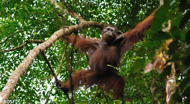 Weleda hilft Orang-Utans auf Borneo