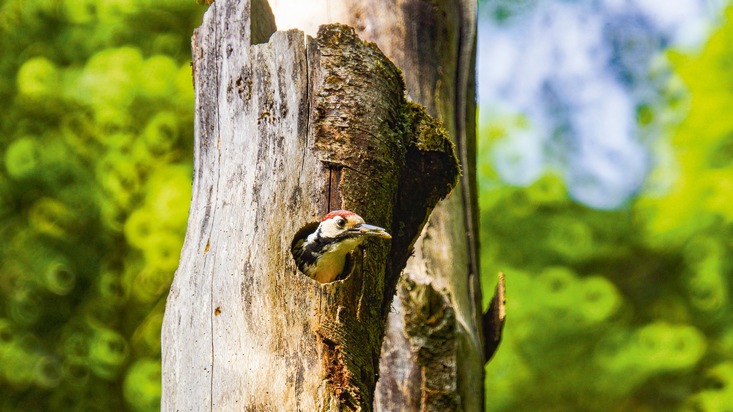 Communiqué de presse : Un pic montre la diversité d’une forêt