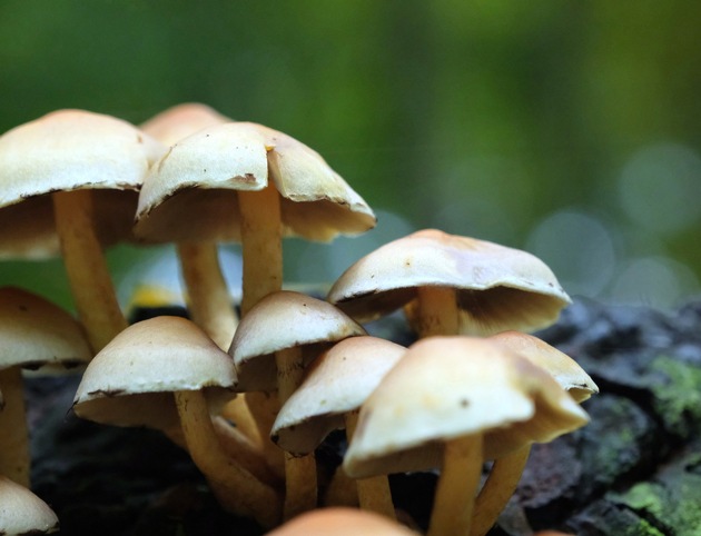 DBU: Das „Wood Wide Web“ der Pilze sichern