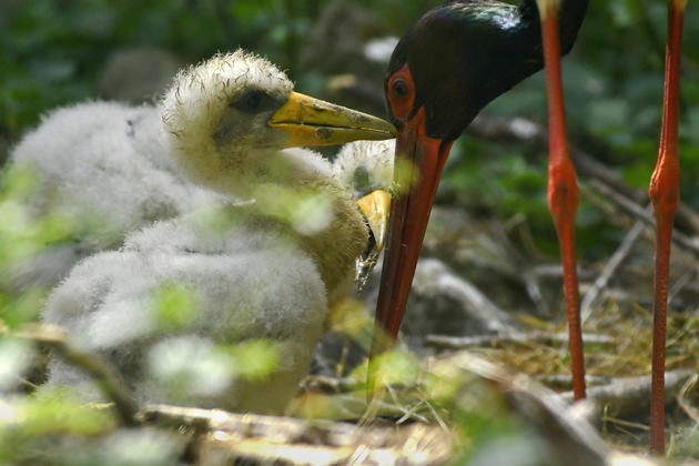 Die Kinderstube der Tiere im Wildparadies Tripsdrill