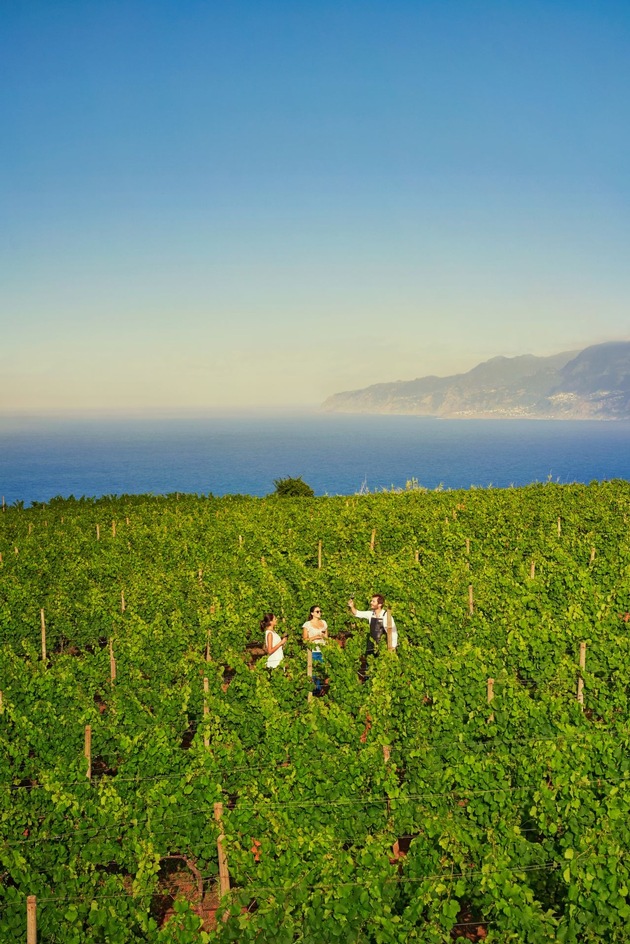 Junge Winzer, alte Reben: Die Insel Madeira entdeckt ihren Wein neu