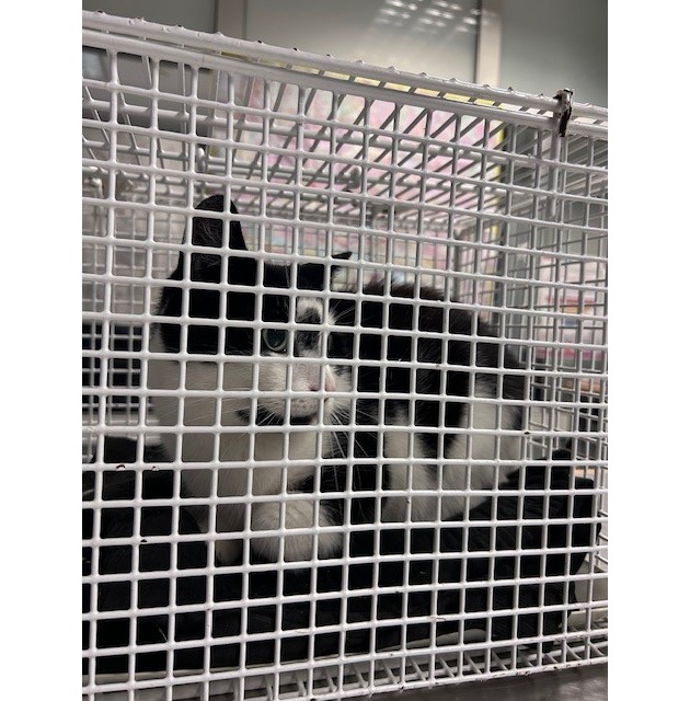 BPOL-HH: &quot;Stubentiger&quot; fährt alleine mit einer Regionalbahn- Bundespolizei nimmt Katze im Hamburger Hauptbahnhof in Obhut-