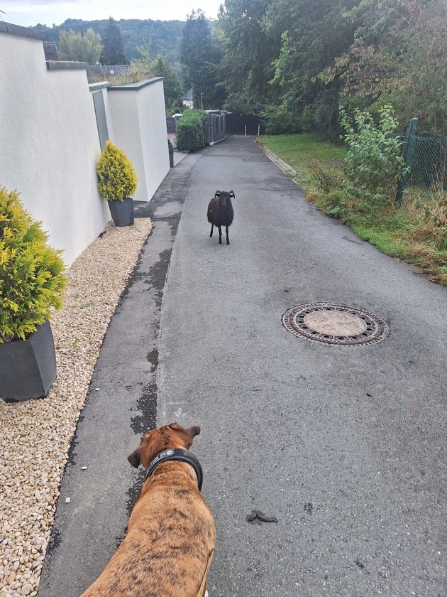 POL-BO: High Noon in Herbede: Showdown zwischen Hund, Schaf und Sherriff