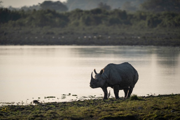 Indien: Erstmals seit 45 Jahren keine Nashörner gewildert