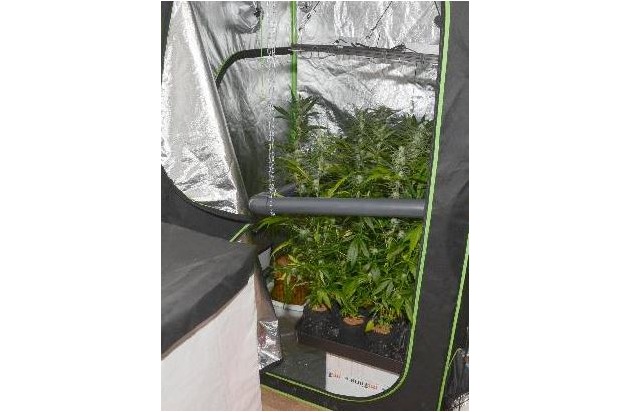 POL-WHV: Cannabisplantage in Wilhelmshaven entdeckt - Polizei beschlagnahmt 55 Pflanzen (mit Bildern)