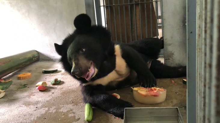 Plus de 160 ours souffrent dans la capitale du Vietnam et ce malgré l’interdiction de production de bile d’ours
