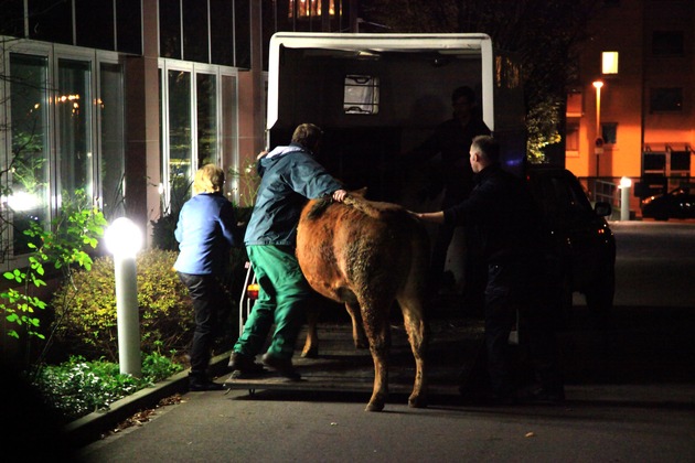 FW-E: Erfolgreiche Tierrettung, Rindviech eingefangen Gemeinsame Aktion von Polizisten, Feuerwehrleuten und einem Landwirt