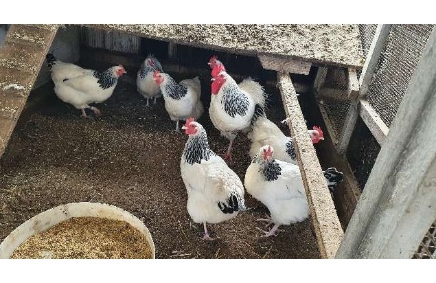 POL-CE: Bergen - Teure Zuchthühner gestohlen