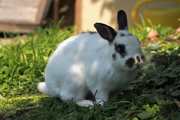 5 dangers estivaux souvent sous-estimés pour les animaux