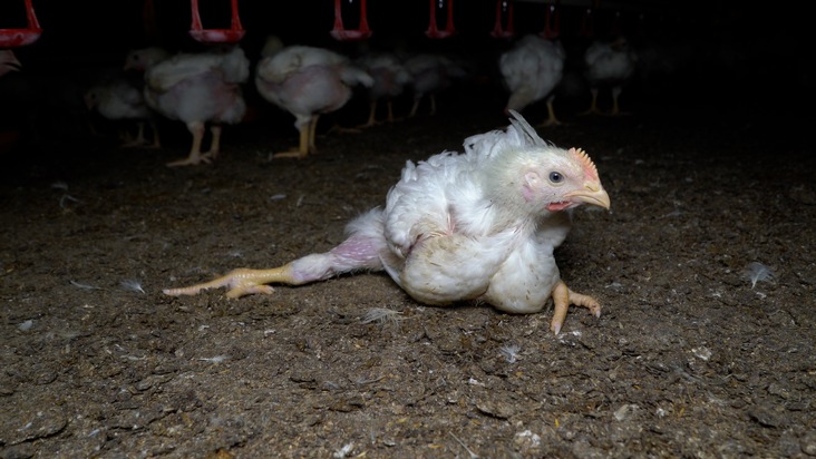 Fleischskandal bei Lidl / Recherchen belegen Tierquälerei für Hühnerfleisch von Lidl