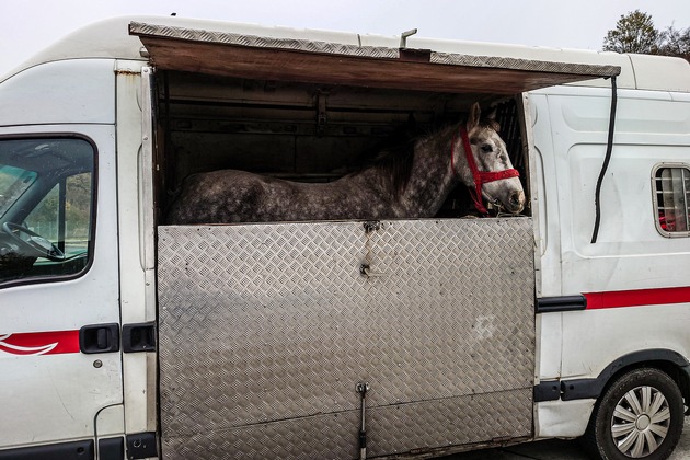 POL-LDK: Wetzlar- Polizei kontrolliert Pferdetransporter und leitet mehrere Strafverfahren ein