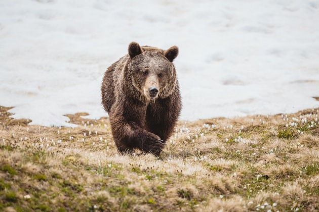 Bärin Jambolina erkundet zum ersten Mal die Natur in der Aroser Bergwelt