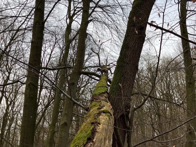 FF Bad Salzuflen: Kurioser Einsatz: Feuerwehr rettet Hund vom Baum / Ein Mischling klettert im Bad Salzufler Stadtwald einen umgestürzten Baum acht Meter hoch