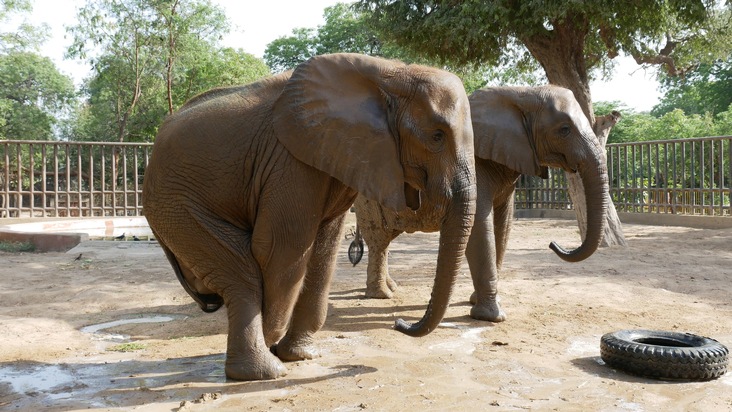VIER PFOTEN hilft leidender Elefantenkuh Noor Jehan im Karatschi Zoo in Pakistan