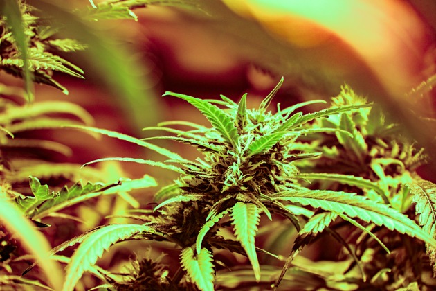 POL-MG: Durchsuchung im Stadtteil Geneicken: Etwa 900 Cannabis-Pflanzen beschlag-nahmt, zwei Tatverdächtige in Untersuchungshaft