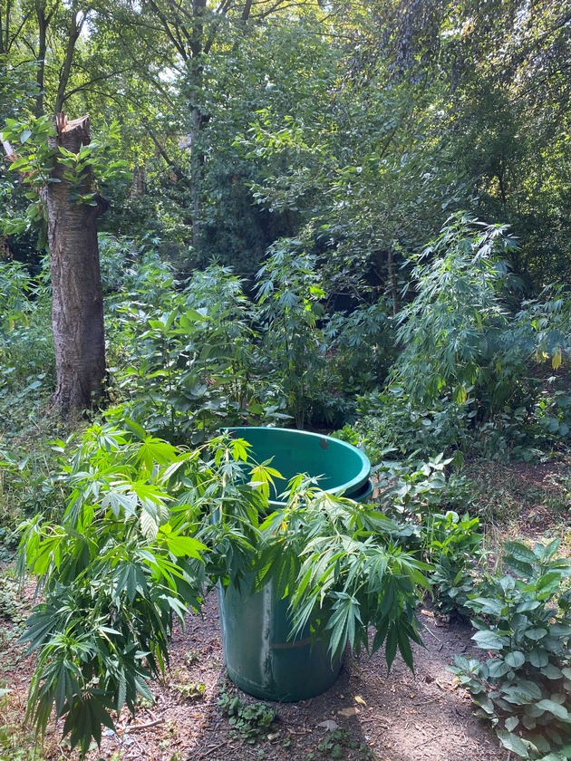 POL-D: Hassels - 230 Cannabispflanzen im Garten - Polizei hebt &quot;Outdoorplantage&quot; aus - Ermittlungen dauern an - Fotos hängen an