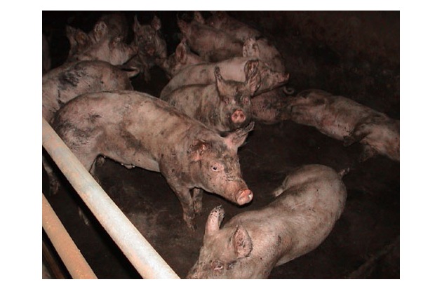 Skandalös: Schwyzer Bezirksamt schützt nicht tiergerechte Schweinemast