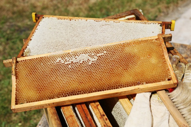 Zum Tag der deutschen Imkerei: Verwirrung bei Bienenhonig - Berufsimkerlabel schafft Sicherheit