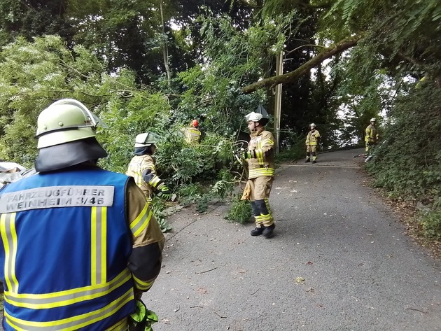 FW Weinheim: Feuerwehr Weinheim beseitig umgestürzten Baum Am Bischof
