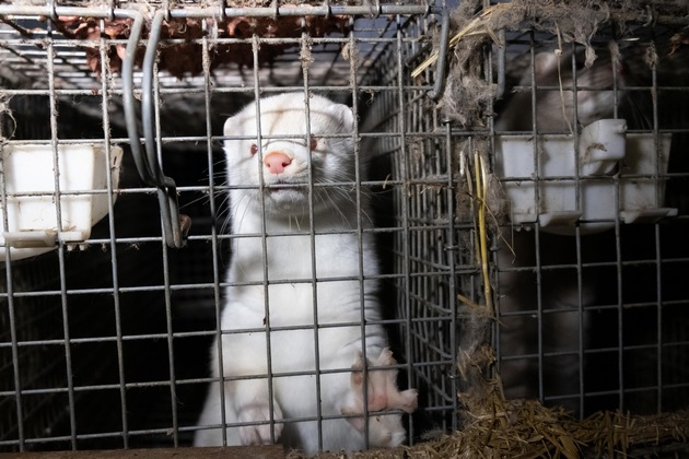 Historische Chance für die EU, Pelzfarmen ein für alle Mal zu verbieten