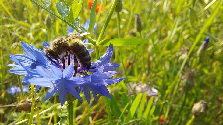 Presseinformation doc Arnika | Pflanzenschutz ist Bienenschutz – und umgekehrt