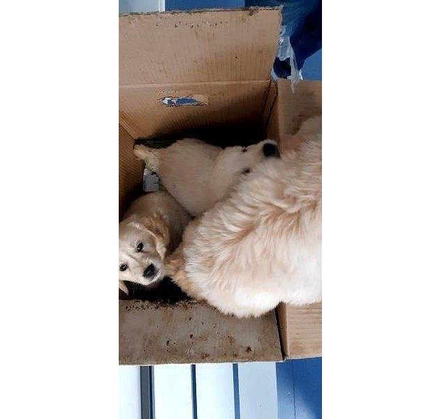 BPOLI BHL: Drei Hundewelpen waren im Karton versteckt