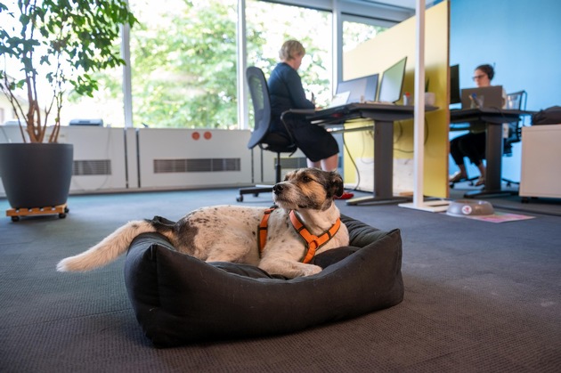 Hunde bereichern das Büro / Die VIER PFOTEN-Kampagne «Dogs on Board– für hundefreundliche Arbeitsplätze» machts möglich