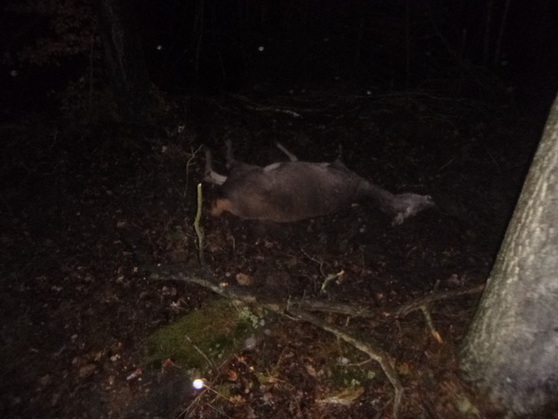 POL-PDKH: Wildunfall mit Personenschaden auf der L 229, Gemarkung Schwarzerden (08.01.2018, 06:20 Uhr)