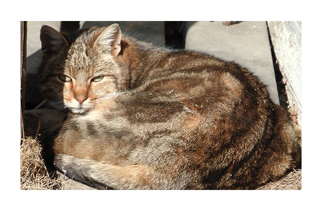 Pressemitteilung: Bündnis "Pro Katze" appelliert an Katzenhalter und die Politik