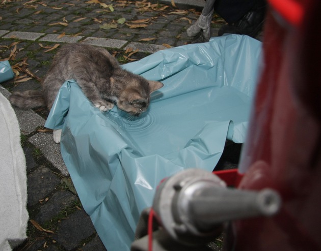 FW-E: Feuerwehr rettet Katze aus gekipptem Fenster und entdeckt dabei auch eine tote Katze