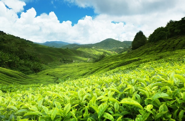Deutscher Teeverband e.V.: Ceylon-Tee - 150 Jahre Spitzenklasse